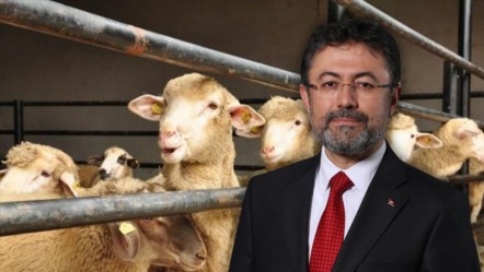 Kurban Bayramı'nda rekor arz! 3,3 milyon kurbanlık kesildi - Ekonomi