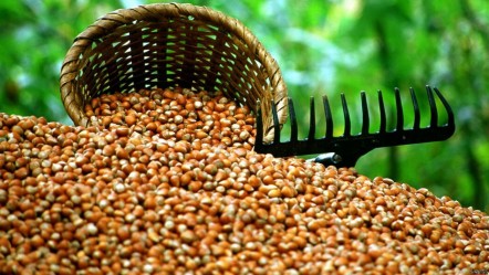 10 bin tonu satışa çıktı! Kilosu 150 TL'den başlıyor - Ekonomi
