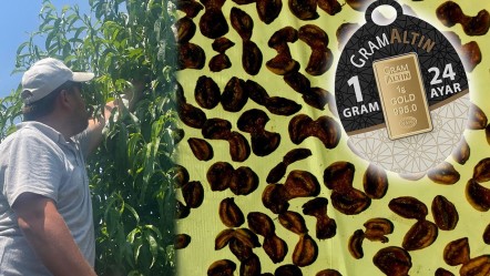4 kilosu gram altına eş değer! Tazesi 100, kurusu 1.000 liradan satılıyor  - Ekonomi