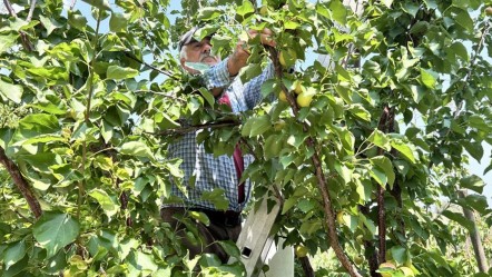Aromasıyla damak çatlatıyor! Hasat başladı, tarlada kilosu 70 TL - Ekonomi