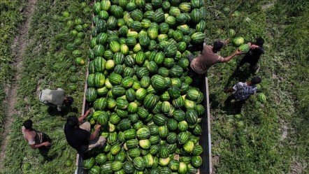 Sezona kilosu 25 liradan başlamıştı! Karpuzun tarla fiyatında büyük düşüş - Ekonomi