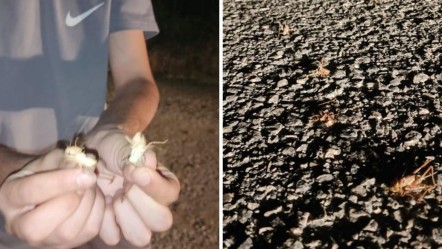 Vatandaşlar paniğe kapıldı! İstila ettiler... Yüzlercesi yolu kapattı - 3. Sayfa