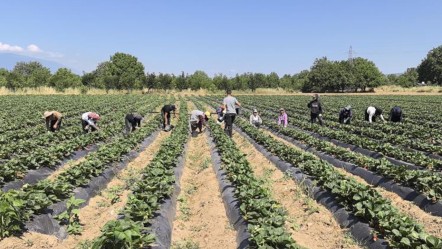 600 milyon lira kazandıracak! Kilosu 80 lira... Tarladan çıkmadan alıcısı hazır - Ekonomi