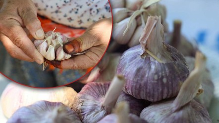 Çin sarımsağından daha kaliteli! Coğrafi işaretli sarımsak ilgi odağı oldu - Ekonomi