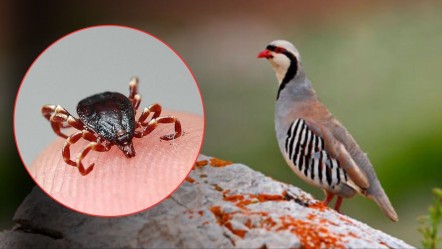 Keklik Kene yer mi? Kene sayısı ve Kırım Kongo Kanamalı Ateşi (KKKA) vakaları artıyor! - Haberler