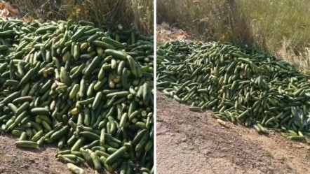 Kilolarca salatalık boş araziye atıldı! Tepki çeken görüntü - Yaşam