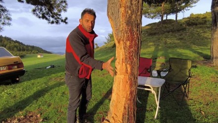 Mangal yakmak için asırlık ağaca kıydılar! - Yaşam