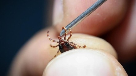 Sivas diken üstünde: Keneden bir ölüm daha! Son kurban 7 çocuk annesi oldu - Gündem