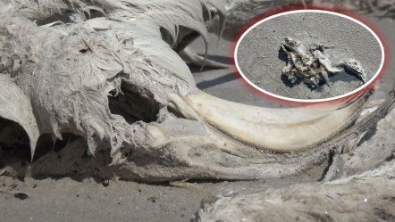Tuz Gölü'nde yüzlerce flamingo ölü olarak bulundu - Yaşam