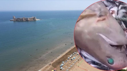 Valilikten köpek balığı açıklaması! Akdeniz'de aynı anda 8 tane görülmüştü - Yaşam