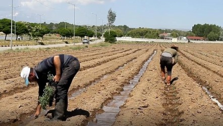 500 çiftçinin ekmek kapısı! Aromasıyla damak çatlatan lezzet toprakla buluştu - Ekonomi