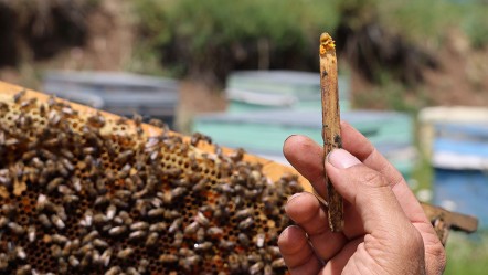 Geçmişte çöpe atıyorlardı! Kilosu 3 bin liradan satılıyor, bir çay kaşığı bir kilogram ete eşdeğer - Ekonomi