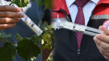 Çiftçinin kabusu olmuştu... Alarm verildi: Kokarca böceğine karşı 1 milyon samuray arısı sahaya iniyor - Yaşam