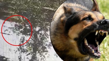 Kız çocuğuna saldırdı, çevredekiler olmasa facia yaşanacaktı! Başıboş köpekler dehşet saçtı - 3. Sayfa