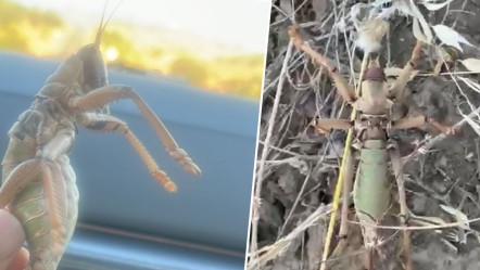 Sıcakta ortaya çıkıyorlar! Dev etçil çekirgeyi görenler şoka girdi... - Yaşam