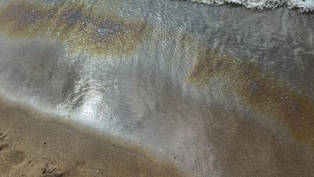 Vatandaşlar fark edip hemen ekiplere bildirdi! Mavi bayraklı plajda denize girmek yasaklandı - Yaşam