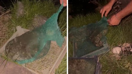 4 kişi yakayı ele verdi! 133 kilo canlı olarak bulundu - 3. Sayfa
