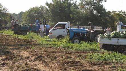 Çukurova'dan sonra gözler orada... 8 liradan hasat ediliyor! Satın alabilmek için erkenden tarlaya gelip sıraya giriyorlar - Ekonomi