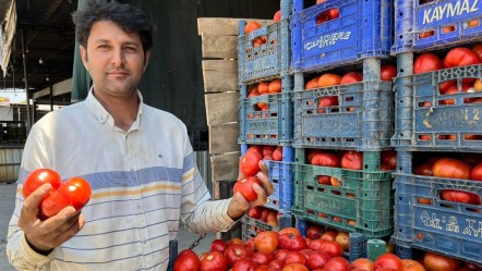 Yerli domates çıktı! İşte kilogram fiyatı - Ekonomi