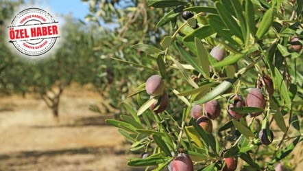 Zeytin ağaçlarının taşınması mecburi olacak! Maden kanunu Meclis komisyonundan geçti - Ekonomi