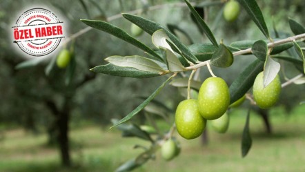 Zeytinliklerle ilgili yalanlar ve gerçekler! Muhalefetin algı operasyonu tutmadı - Ekonomi