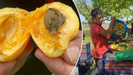 Zirai don burayı vurmadı! 200 kilo veren ağaç, 350 kilo verdi... Avrupa, Rusya, Gürcistan, Azerbaycan bizden alıyor - Ekonomi
