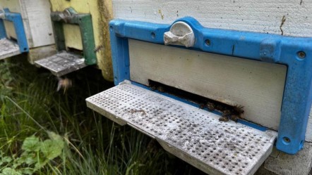Bu işe dede nasihatiyle başladı! Kilosunu 2500 liradan satıyor  - Ekonomi