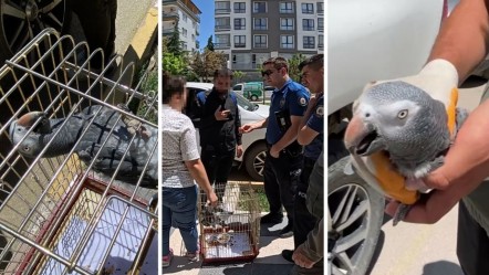 İsmi kırmızı listede! Avlanması, ticareti, bulundurulması yasak... Bir vatandaşın elinde yakalandı - Yaşam