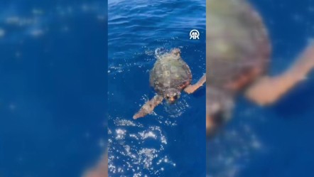 Karşılaşması çok zor! Kuşadası’nda kameralara yakalandılar - Yaşam
