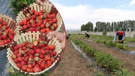 'Yetişmez' denilen arazide tonlarca hasat ediliyor! Yeni meyve devlet desteğiyle çiftçinin yüzünü güldürdü - Ekonomi