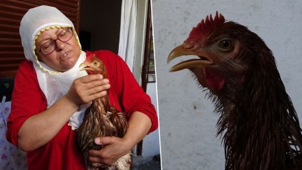 Anne şefkatiyle besliyordu, veteriner 'kes' dedi! Çocuk gibi ağlayan hasta tavuk için şifa arıyor - Yaşam