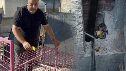 Firari maymun operasyonu:Mahalleli canından bezdi! Bir aydır ev ev geziyor, ne bulsa yiyor - Gündem
