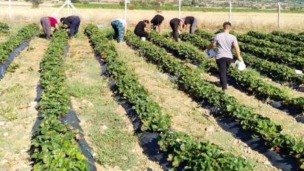 Tarlada hasat başladı! Üretici memnun, tezgahta kilosu 150 TL - Ekonomi