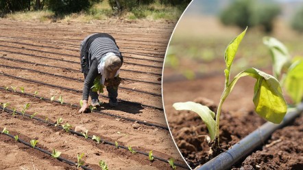 1 milyar TL kazandıracak ekim yapıldı! Dünya pazarına sunulacak - Ekonomi