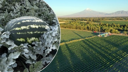 Karpuz fiyatlarını sarsacak üretim! Türkiye'nin en kurak ilinden 10 bin ton mahsul bekleniyor - Ekonomi