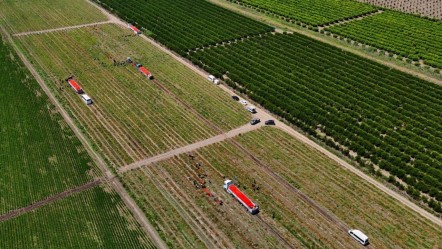 Kilosu tarlada 3 liraya düştü! Ekim alanı az fiyatı ucuz... Bir dönümü 35 bin TL - Ekonomi