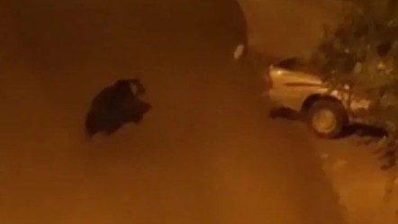 Ankara sokaklarına ayı indi! Şaşırtan anlar kamerada - Yaşam