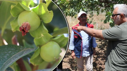 Yetişmez sanıldı, 4 yıllık sabır meyvesini verdi! Şimdi binlerce fidan dağıtılacak - Ekonomi