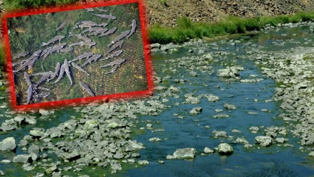 Yüzlerce balık can çekişiyor! Baraj kapağı kapandı, küçücük göletlerde sıkışıp kaldılar - Ekonomi