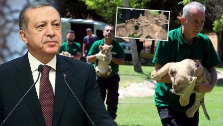 Cumhurbaşkanı Erdoğan'ın aslanları üçüz doğurdu! İsimleri anketle belirlenecek - Gündem