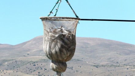 Denizi olmayan şehirden 49 ülkeye balık ihracatı! Türkiye'de birinci... - Yaşam