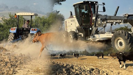 Adana'da yangına karşı çiftçilerden sıra dışı yöntem! Hayvanlarını korumak için traktörle bunu yaptılar - 3. Sayfa