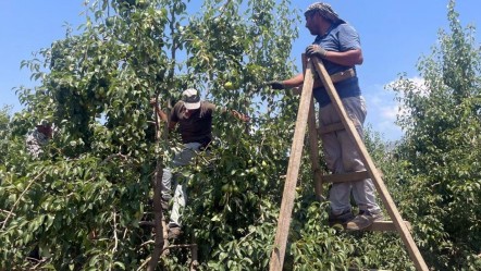 Hasat için son 2 hafta! Dalında kilosu 40 lira, markette cep yakacak - Ekonomi