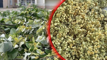 İzin belgesi şart, hasat başladı! Kilosu tam 1.500 lira - Ekonomi