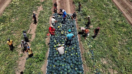Sezona 24 liradan başlamıştı! Tarla fiyatı dip yaptı, vatandaş bu yaz karpuzu ucuza yiyecek - Ekonomi