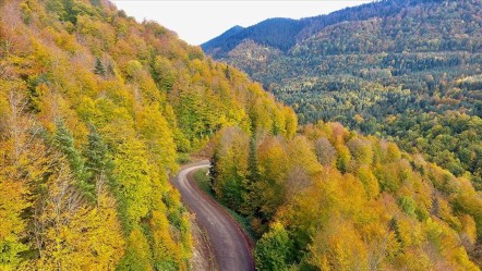Yangınların ardından bir kentte daha ormanlara giriş yasaklandı - Gündem