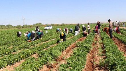 54 bin dekar alana ekildi! Hasat başladı, sofralara lezzet katacak - Ekonomi