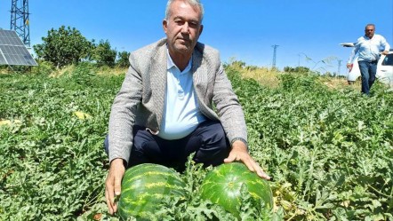 Araban'da karpuz hasadı başladı! Üretici tarla fiyatından şikayetçi - Ekonomi