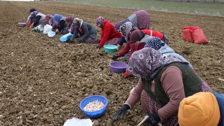 'Beyaz altın'da hasat tamam! Küçüğü 90, dublesi 230 liradan satışta - Yaşam