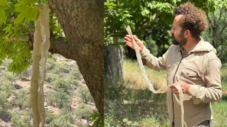 Hakkari'de yürürken fark etti! Ülkenin en zehirli yılanının derisi bulundu - Yaşam